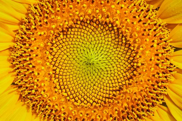 Bild Von Makro Ansicht Der Spitzen Samenzähne Des Gelben Sonnenblumenzentrums — Stockfoto