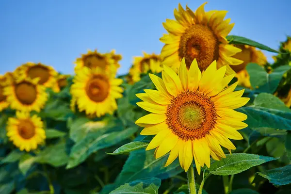 Obraz Żółtych Słoneczników Zbliżenie Nasion Pod Błękitnym Niebem — Zdjęcie stockowe