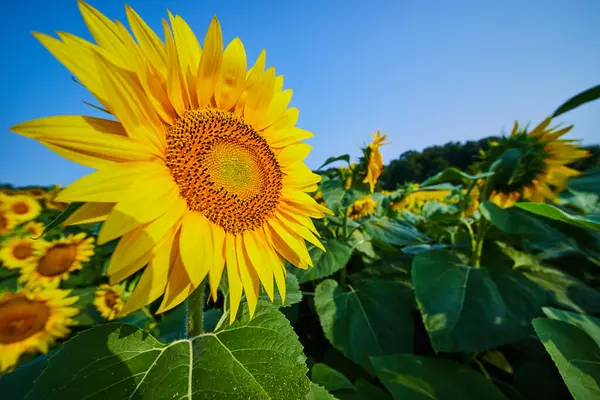 Obraz Jasnożółtego Słonecznika Dziedzinie Kwiatów Błękitne Niebo Nad Głową — Zdjęcie stockowe