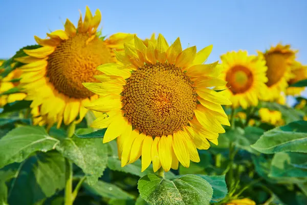Wizerunek Szczegółowy Zbliżenie Słonecznik Centrum Płatki Tłem Żółty Kwiat Głowa — Zdjęcie stockowe