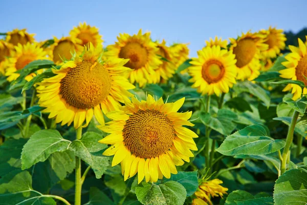 Obraz Przepięknych Jasnych Żółtych Słoneczników Bliskim Widoku Pola Kwiatów — Zdjęcie stockowe