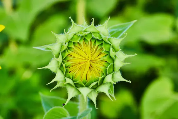 サンフラワーオープニングの緑の花芽の中に形成される小さな黄色い花びらを閉じる画像 — ストック写真