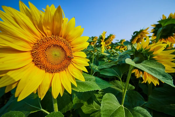 Obraz Pszczoły Środku Słonecznika Zbliżenie Polu Żółtych Kwiatów Pod Błękitnym — Zdjęcie stockowe