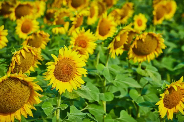 Obraz Ciasny Widok Żółtych Słoneczników Dziedzinie Kwiatów — Zdjęcie stockowe