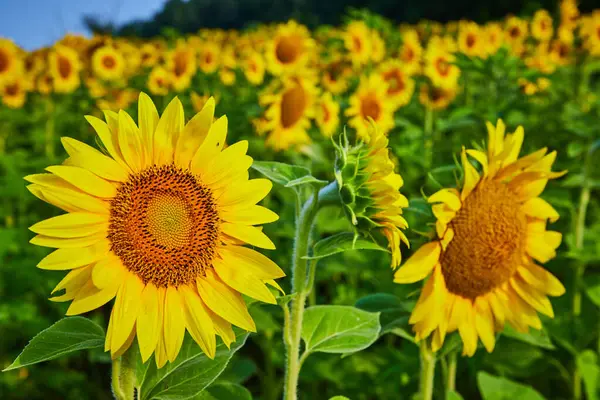 Obraz Ciemnobrązowych Nasion Centrum Żółtego Słonecznika Polem Kwiatów Tle — Zdjęcie stockowe
