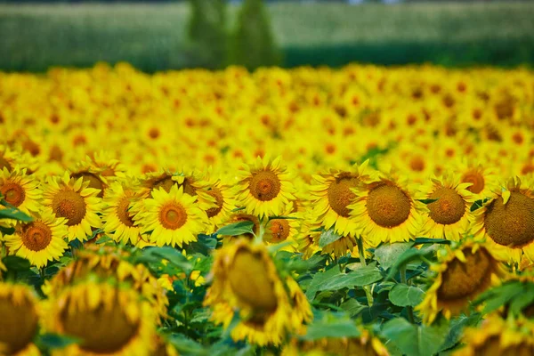 Wizerunek Pola Żółtych Słoneczników Odległym Rozmytym Polem Zielonym — Zdjęcie stockowe