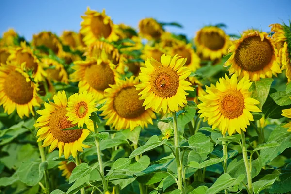 Obraz Pszczoły Środku Słonecznika Polu Żółtych Kwiatów Pod Błękitnym Niebem — Zdjęcie stockowe