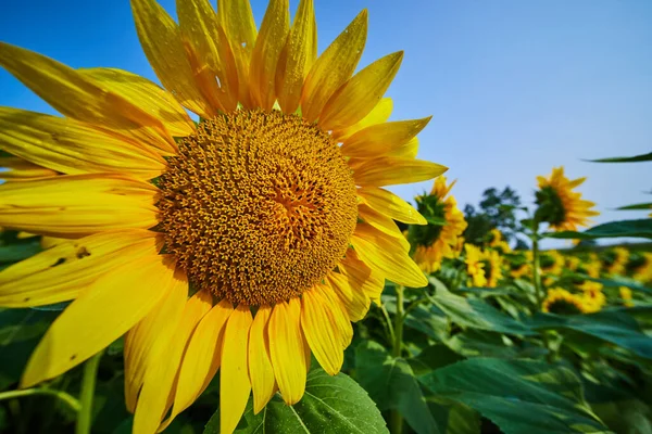 Obraz Bliska Teksturowane Centrum Żółtego Słonecznika Pobliskich Kwiatów Błękitnego Nieba — Zdjęcie stockowe