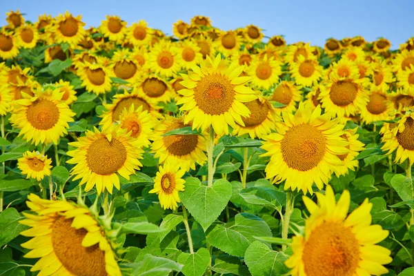 Obraz Błękitnego Nieba Rzędami Dużych Żółtych Słoneczników Wysokimi Zielonymi Łodygami — Zdjęcie stockowe
