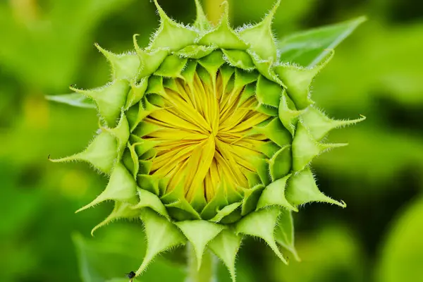 Makro Manzaralı Küçük Sarı Yapraklar Yeşil Çiçek Tomurcuğunun Içinde Oluşuyor — Stok fotoğraf