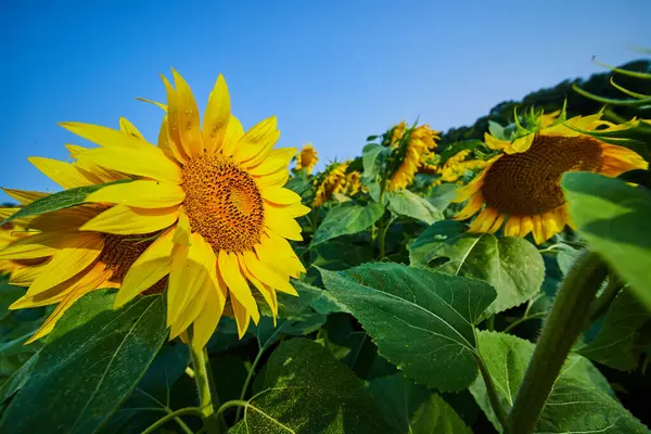 Obraz Żółtych Słoneczników Polu Niebieskim Niebem Nad Głową Lasu Oddali — Zdjęcie stockowe