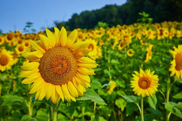 Wizerunek Bliska Żółtego Słonecznika Ciemnymi Nasionami Polem Kwiatów Tle — Zdjęcie stockowe