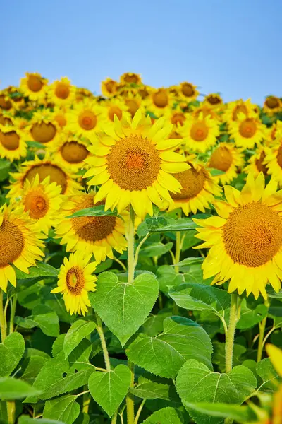 Obraz Wysokie Złote Słoneczniki Dziedzinie Żółtych Kwiatów Pod Błękitnym Niebem — Zdjęcie stockowe