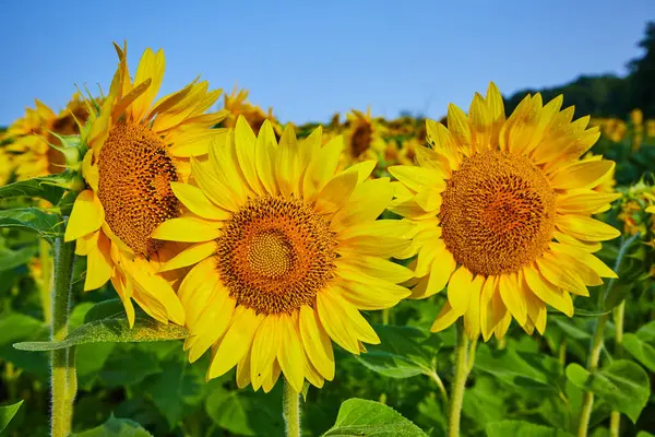 Wizerunek Bliska Trzech Żółtych Słoneczników Polu Ciemnymi Nasionami Błękitnym Niebem — Zdjęcie stockowe