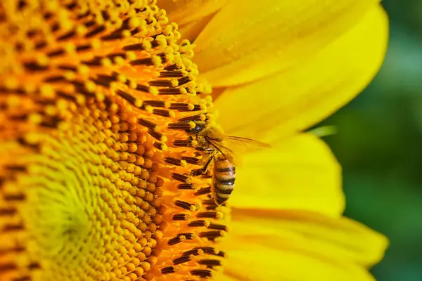 Wizerunek Makra Pszczoły Miodnej Zapylającej Nasiona Słonecznika Rozmazanymi Żółtymi Płatkami — Zdjęcie stockowe