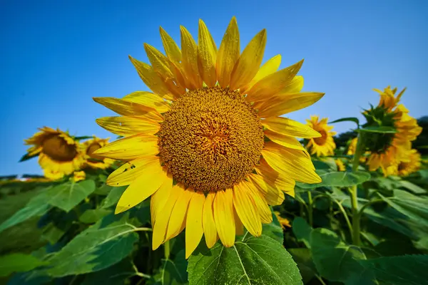 Obraz Teksturowanego Centrum Żółtego Słonecznika Pobliskich Kwiatów Błękitnego Nieba — Zdjęcie stockowe