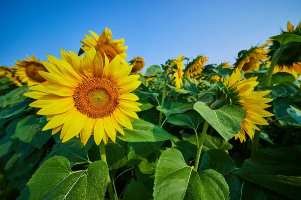 Obraz Przepięknych Żółtych Słoneczników Polu Bliska Kwiatem Zapylającym Pszczoły — Zdjęcie stockowe