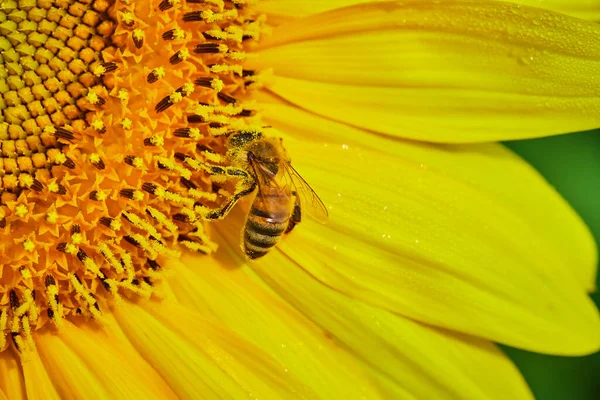 蜜蜂在给金黄色向日葵授粉时被花粉覆盖的宏观图像 — 图库照片