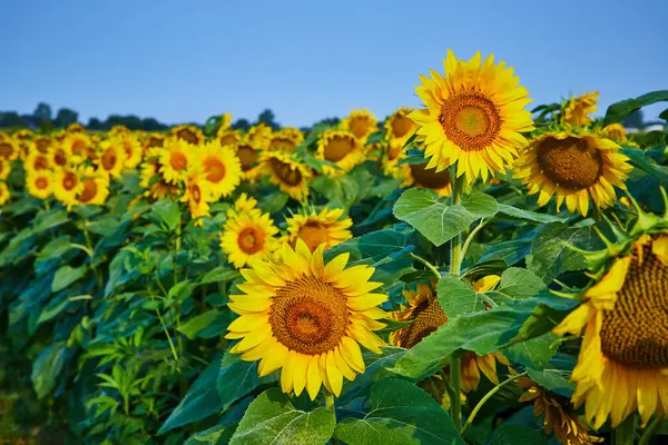 Obraz Ciemne Centra Słoneczniki Rozmytym Polem Kwiatów Tle Błękitnym Niebie — Zdjęcie stockowe