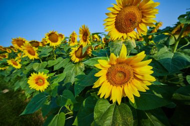 Açık mavi gökyüzünün altında, tarlaya yakın ayçiçeklerinin görüntüsü