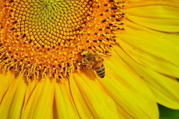 Wizerunek Makro Ślicznej Pszczoły Zapylającej Złoty Żółty Słonecznik — Zdjęcie stockowe