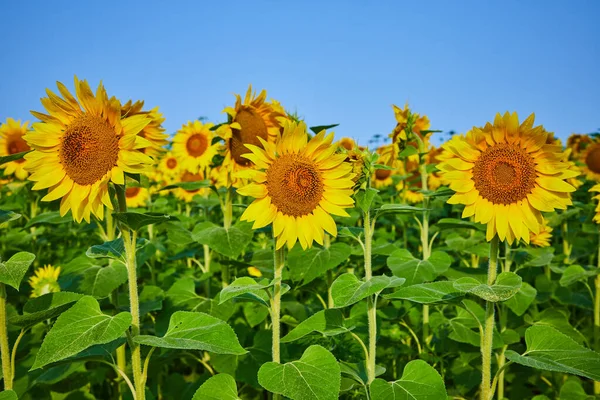 Wizerunek Trzech Żółtych Słoneczników Polu Ciemnymi Nasionami Błękitnym Niebem Nad — Zdjęcie stockowe