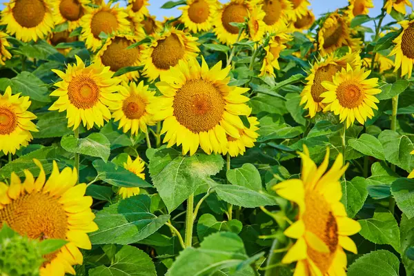 Obraz Szczegółowy Widok Żółtych Słoneczników Dziedzinie Kwiatów — Zdjęcie stockowe