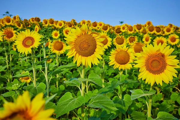 Obraz Ciemnobrązowych Nasion Centrum Żółtego Słonecznika Polem Kwiatów Błękitne Niebo — Zdjęcie stockowe