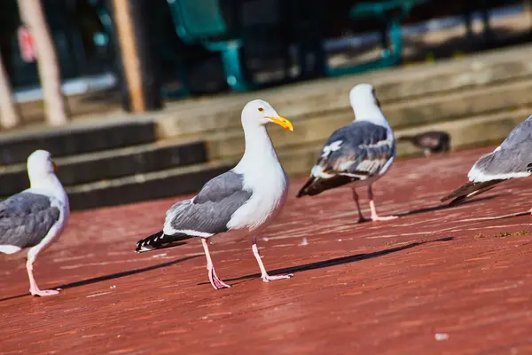Obrázek Strutting Seagull Procházky Nevšímavé Tři Společníci Červených Cihel Chodníku — Stock fotografie