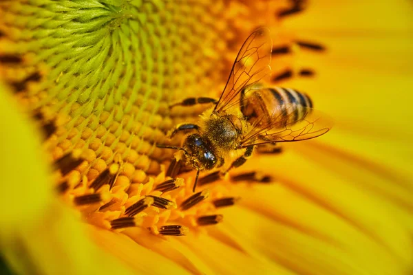 蜜蜂在黄花内部授粉时带有花粉的宏观图像 — 图库照片