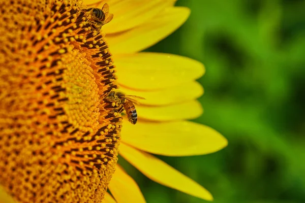 模糊绿色背景的黄葵花授粉中心两个蜜蜂的宏观图像 — 图库照片