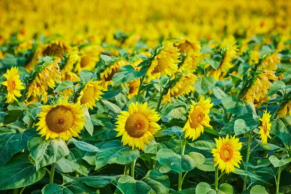 Obraz Bliska Duże Pole Słonecznika Rozmytymi Żółtymi Kwiatami Pierwszymi Rzędami — Zdjęcie stockowe