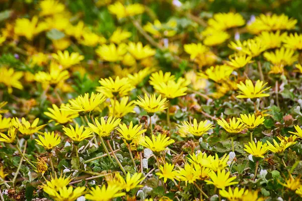 Bild Von Gelben Wildblumen Aus Nächster Nähe Mit Grünen Sukkulenten — Stockfoto