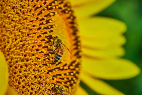 Obraz Makro Dwóch Pszczół Zapylających Centrum Żółtego Słonecznika — Zdjęcie stockowe