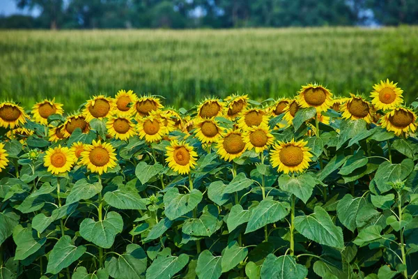 Wizerunek Rzędów Słoneczników Olbrzymimi Żółtymi Płatkami Rozmazanym Polem Kukurydzy Oddali — Zdjęcie stockowe