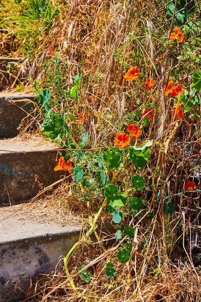 Bild Von Betonstufen Die Mit Reben Und Orangefarbenen Morgenblumen Überwuchert — Stockfoto