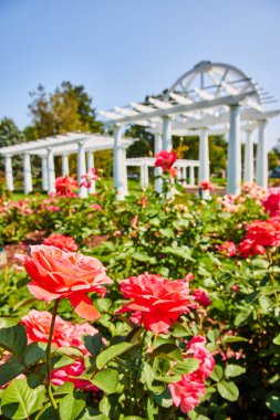 Göz kamaştırıcı koyu pembe güllerin parlak bir yaz gününde beyaz Lakeside Park pergola ve çardağı arkasında.