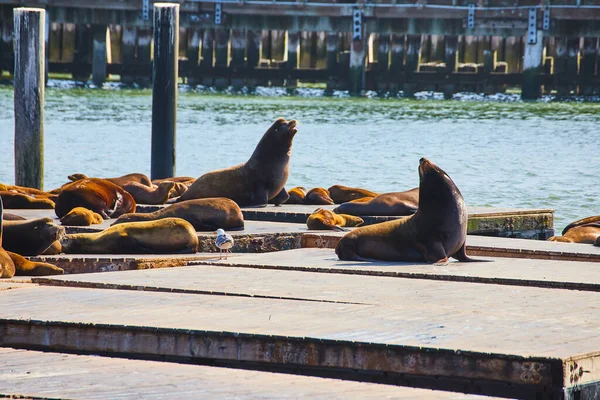Image of Sea lions sunbathing on sunny piers with lone seagull walking the planks