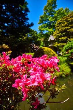 Suyun üzerindeki muhteşem pembe çiçeklerin yakın görüntüsü ve arka planda bulanık Japon Çay Bahçesi