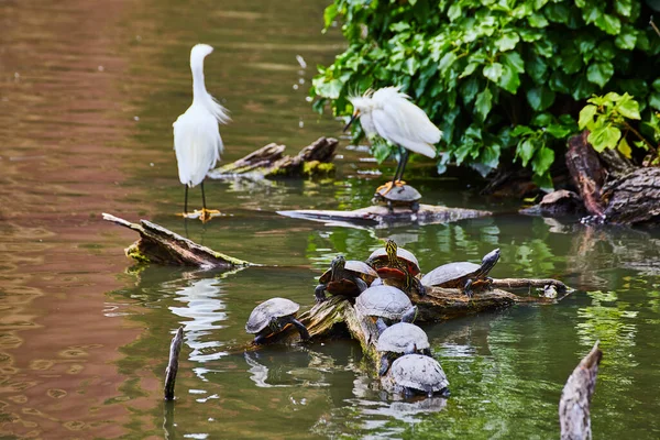 Obrázek Chňapajících Želv Kmeni Bílými Sněhobílými Egrety Pozadí Jedním Stojící — Stock fotografie
