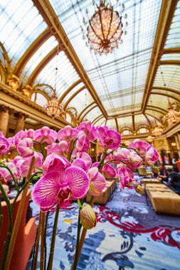 Pembe orkide çiçeklerinin, arka planı cam tavanlı süslü lobinin bulanık görüntüsü