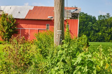 Telefon direğinin görüntüsü, çatısı kısmen parçalanmış kırmızı ahırı olan uzun otlarla çevrili.