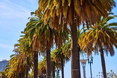 Kaliforniya 'da açık mavi gökyüzü ile aydınlık yaz gününde iki sıra kalın palmiye ağaçlarının görüntüsü