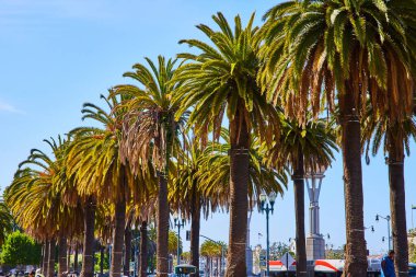 Kaliforniya 'da açık mavi gökyüzü ile aydınlık yaz gününde kalın palmiye ağaçlarının görüntüsü