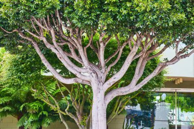 Çınar ağacını birçok kıvrımlı dalla dallandıran uzun bir resim