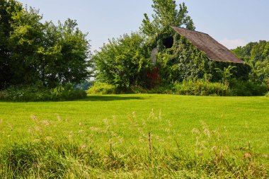 Çürüyen terk edilmiş ahır resmi sarmaşıkla kaplanmış çimenlik alanda açık bir delikle