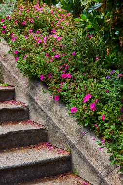 Basamaklarda taç yaprakları olan beton merdivenlerin yanında büyüyen pembe çiçeklerin görüntüsü
