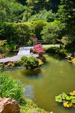 Nilüfer yapraklı küçük bir gölet ve basit bahçenin içinden geçen yolu olan çiçekler.