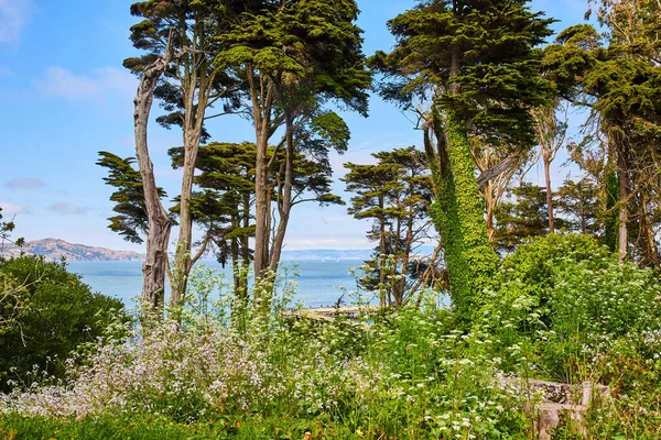 Image of Vines on trees and tall dead trunks in overgrown field overlooking pier on San Francisco Bay