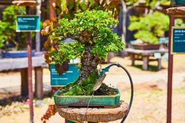 Arka planda küçük minyatür ağaçlar ve etiketli Çin Elm bonsai ağacı resmi